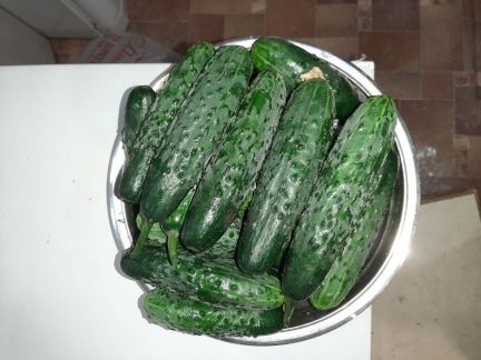 Огурцы  Армавир